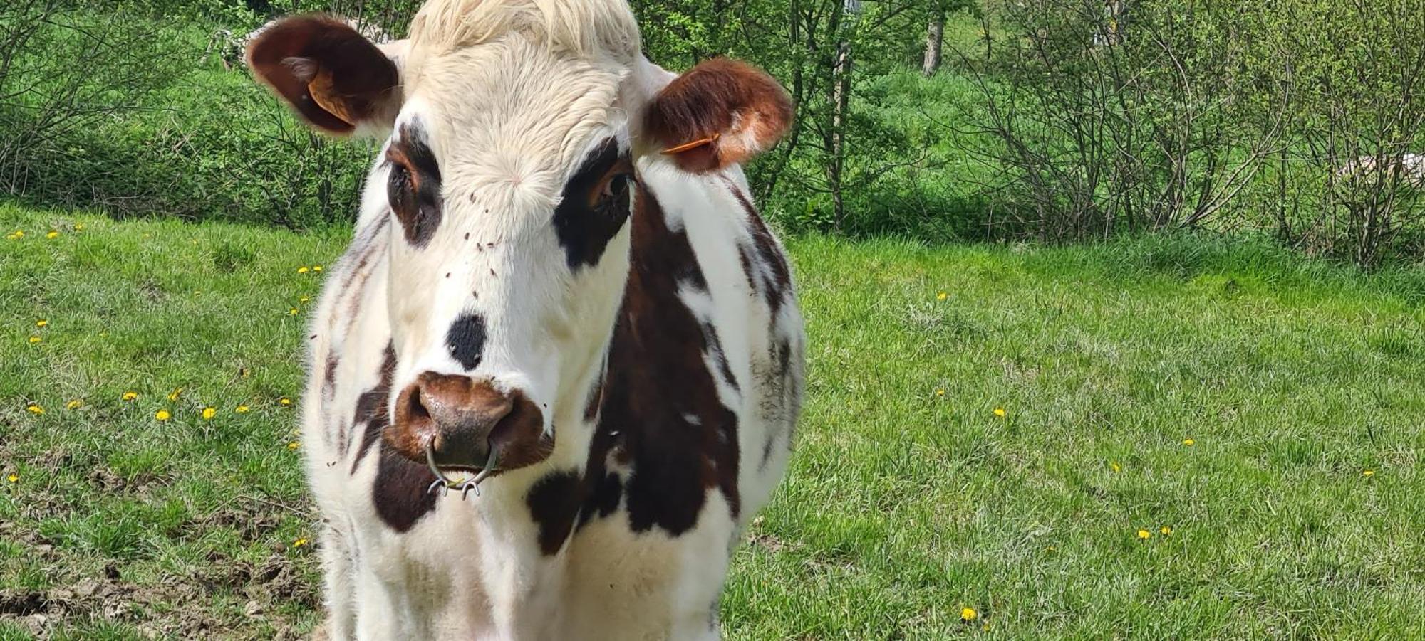 Roulotte A La Ferme Buissonniere Villa La Lande-de-Louge Buitenkant foto